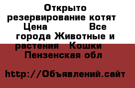 Открыто резервирование котят › Цена ­ 15 000 - Все города Животные и растения » Кошки   . Пензенская обл.